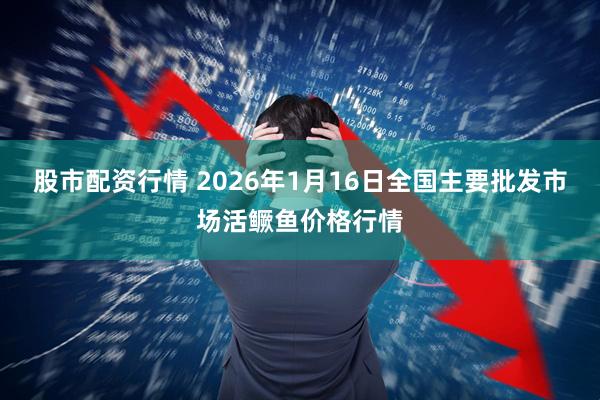 股市配资行情 2026年1月16日全国主要批发市场活鳜鱼价格行情